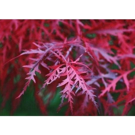 Acero Rosso Giapponese "Acer Palmatum Dissectum Firecracker" Pianta In Vaso 20 Cm 4 Acero Rosso Giapponese "Acer Palmatum Dissectum Firecracker" Pianta In Vaso 20 Cm - immagine 2