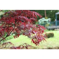 Acero Rosso Giapponese "Acer Palmatum Dissectum Firecracker" Pianta In Vaso 20 Cm 8 Acero Rosso Giapponese "Acer Palmatum Dissectum Firecracker" Pianta In Vaso 20 Cm -Negozio Piante artificiali economico 19185967 3