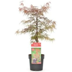 Acero Rosso Giapponese "Acer Palmatum Dissectum Firecracker" Pianta In Vaso 20 Cm 9 Acero Rosso Giapponese "Acer Palmatum Dissectum Firecracker" Pianta In Vaso 20 Cm -Negozio Piante artificiali economico 19185967 4