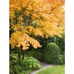 Acero Rosso Giapponese "Acer Palmatum Sango Kaku" Pianta In Vaso 20