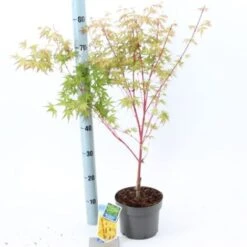 Acero Rosso Giapponese "Acer Palmatum Sango Kaku" Pianta In Vaso 20 -Negozio Piante artificiali economico 19185974 3