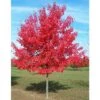 Acero Rosso "Acer Rubrum" Acero Scarlatto In Vaso H. 70/90 Cm -Negozio Piante artificiali economico 19185978 1