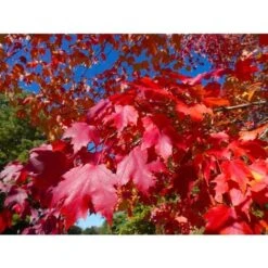 Acero Rosso "Acer Rubrum" Acero Scarlatto In Vaso H. 70/90 Cm -Negozio Piante artificiali economico 19185978 3