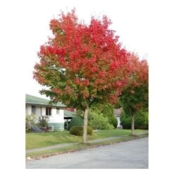 Acero Rosso "Acer Rubrum" Acero Scarlatto In Vaso H. 70/90 Cm -Negozio Piante artificiali economico 19185978 4