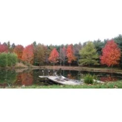 Acero Rosso "Acer Rubrum" Acero Scarlatto In Vaso H. 70/90 Cm -Negozio Piante artificiali economico 19185978 5