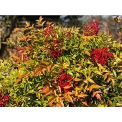 Nandina Domestica "Bambu' Sacro" Pianta A Cespuglio In Vaso Biodegradabile -Negozio Piante artificiali economico 19186007 3