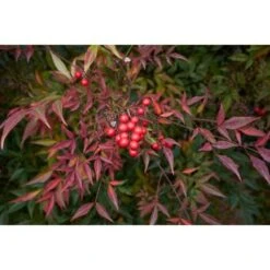 Nandina Domestica "Bambu' Sacro" Pianta A Cespuglio In Vaso Biodegradabile -Negozio Piante artificiali economico 19186007 4