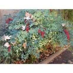 Nandina Domestica "Bambu' Sacro" Pianta A Cespuglio In Vaso Biodegradabile -Negozio Piante artificiali economico 19186007 5