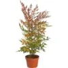 Nandina Domestica "Bambu' Sacro" Pianta A Cespuglio In Vaso 19 Cm H. 60/80 Cm -Negozio Piante artificiali economico 19186008 1