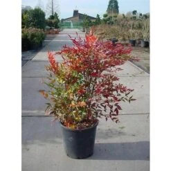 Nandina Domestica "Bambu' Sacro" Pianta A Cespuglio In Vaso 19 Cm H. 60/80 Cm 8 Nandina Domestica "Bambu' Sacro" Pianta A Cespuglio In Vaso 19 Cm H. 60/80 Cm -Negozio Piante artificiali economico 19186008 2