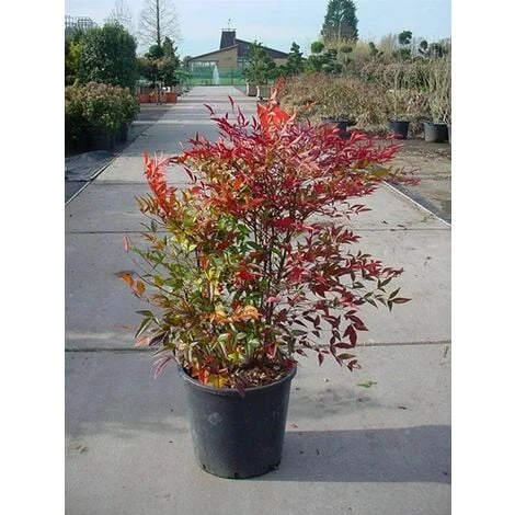 Nandina Domestica "Bambu' Sacro" Pianta A Cespuglio In Vaso 19 Cm H. 60/80 Cm 4 Nandina Domestica "Bambu' Sacro" Pianta A Cespuglio In Vaso 19 Cm H. 60/80 Cm - immagine 2