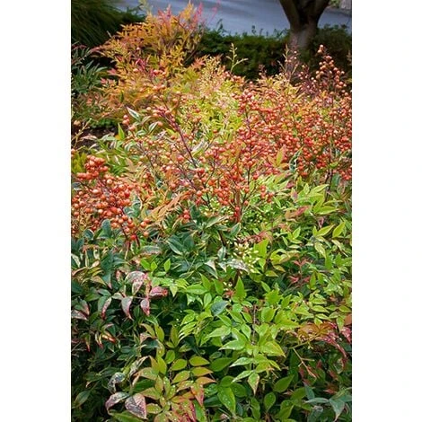 Nandina Domestica "Bambu' Sacro" Pianta A Cespuglio In Vaso 19 Cm H. 60/80 Cm 6 Nandina Domestica "Bambu' Sacro" Pianta A Cespuglio In Vaso 19 Cm H. 60/80 Cm - immagine 4