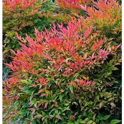 Nandina Domestica "Bambu' Sacro" Pianta A Cespuglio In Vaso 19 Cm H. 60/80 Cm 7 Nandina Domestica "Bambu' Sacro" Pianta A Cespuglio In Vaso 19 Cm H. 60/80 Cm - immagine 5