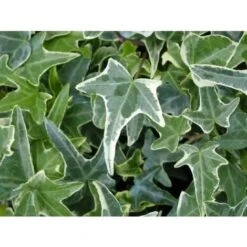 Edera Variegata "Hedera Helix White Wonder" Pianta In Vaso H. 120/140 Cm Con Canna -Negozio Piante artificiali economico 19186009 4