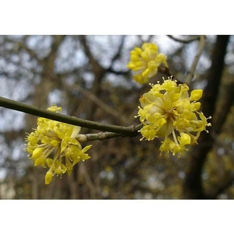 Corniolo "Cornus Mas" Pianta In Vaso H. 40/60 Cm 4 Corniolo "Cornus Mas" Pianta In Vaso H. 40/60 Cm - immagine 2