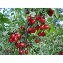 Corniolo "Cornus Mas" Pianta In Vaso H. 40/60 Cm 10 Corniolo "Cornus Mas" Pianta In Vaso H. 40/60 Cm -Negozio Piante artificiali economico 19186013 4