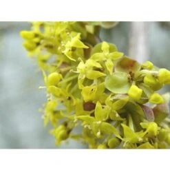 Corniolo "Cornus Mas" Pianta In Vaso H. 40/60 Cm 11 Corniolo "Cornus Mas" Pianta In Vaso H. 40/60 Cm -Negozio Piante artificiali economico 19186013 5