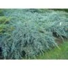 Ginepro Cinese "Juniperus Chinensis Blue Alps" Pianta Tappezzante In Vaso 14 Cm
