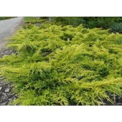 Ginepro Tappezzante "Juniperus X Media Gold Star" Pianta In Vaso 11 Cm -Negozio Piante artificiali economico 19186019 2