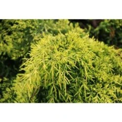 Ginepro Tappezzante "Juniperus X Media Gold Star" Pianta In Vaso 11 Cm -Negozio Piante artificiali economico 19186019 3