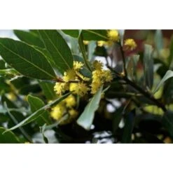 Alloro "Laurus Nobilis" Pianta Aromatica Da Siepe In Vaso 24 Cm H. 80/100 Cm -Negozio Piante artificiali economico 19186020 4