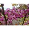 Cercis Siliquastrum "Albero Di Giuda" Pianta In Vaso 9 Cm