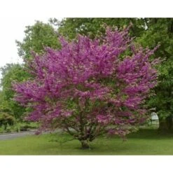 Cercis Siliquastrum "Albero Di Giuda" Pianta In Vaso 9 Cm -Negozio Piante artificiali economico 19186029 4