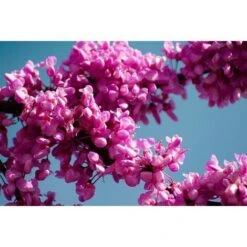 Cercis Siliquastrum "Albero Di Giuda" Pianta In Vaso 9 Cm -Negozio Piante artificiali economico 19186029 5