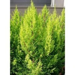 Cipresso "Cupressus Macrocarpa Goldcrest" Pianta In Vaso Biodegr. H. 40/60 Cm -Negozio Piante artificiali economico 19186031 4