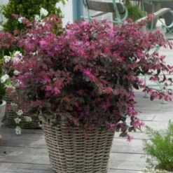 Loropetalo "Loropetalum Chinense" Pianta A Cespuglio In Vaso 18 Cm -Negozio Piante artificiali economico 19186037 4