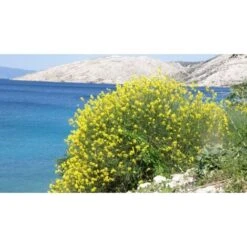 Ginestra Odorosa "Spartium Junceum" Ginestra Di Spagna Pianta In Vaso 9 Cm -Negozio Piante artificiali economico 19186039 3