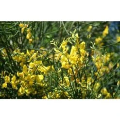 Ginestra Odorosa "Spartium Junceum" Ginestra Di Spagna Pianta In Vaso 9 Cm -Negozio Piante artificiali economico 19186039 4