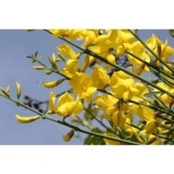 Ginestra Odorosa "Spartium Junceum" Ginestra Di Spagna Pianta In Vaso 9 Cm -Negozio Piante artificiali economico 19186039 5
