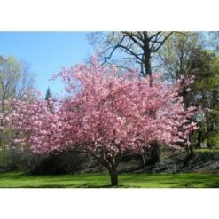 Magnolia Giapponese "Magnolia Soulangeana" Pianta In Vaso 24 Cm -Negozio Piante artificiali economico 19186040 3