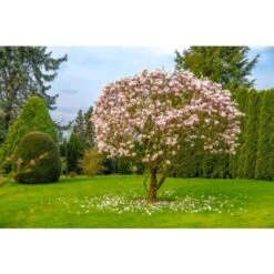 Magnolia Giapponese "Magnolia Soulangeana" Pianta In Vaso 24 Cm -Negozio Piante artificiali economico 19186040 5