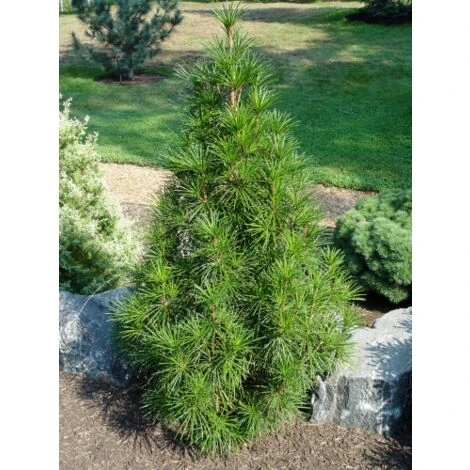 Pino A Ombrello Giapponese "Sciadopitys Verticillata" Pianta In Vaso 24 Cm H. 40/60 Cm 4 Pino A Ombrello Giapponese "Sciadopitys Verticillata" Pianta In Vaso 24 Cm H. 40/60 Cm - immagine 2