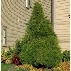 Pino A Ombrello Giapponese "Sciadopitys Verticillata" Pianta In Vaso 24 Cm H. 40/60 Cm 10 Pino A Ombrello Giapponese "Sciadopitys Verticillata" Pianta In Vaso 24 Cm H. 40/60 Cm -Negozio Piante artificiali economico 19186046 4