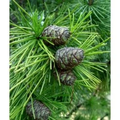 Pino A Ombrello Giapponese "Sciadopitys Verticillata" Pianta In Vaso 24 Cm H. 40/60 Cm 11 Pino A Ombrello Giapponese "Sciadopitys Verticillata" Pianta In Vaso 24 Cm H. 40/60 Cm -Negozio Piante artificiali economico 19186046 5