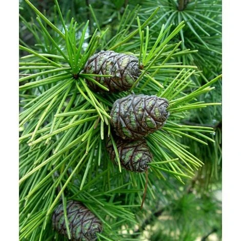 Pino A Ombrello Giapponese "Sciadopitys Verticillata" Pianta In Vaso 24 Cm H. 40/60 Cm 7 Pino A Ombrello Giapponese "Sciadopitys Verticillata" Pianta In Vaso 24 Cm H. 40/60 Cm - immagine 5