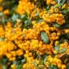 Piracanta Gialla "Pyracantha Coccinea Soleil D'Or" Agazzino Pianta In Vaso 11 Cm -Negozio Piante artificiali economico 19186047 1