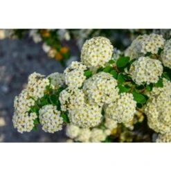 Piracanta Gialla "Pyracantha Coccinea Soleil D'Or" Agazzino Pianta In Vaso 11 Cm -Negozio Piante artificiali economico 19186047 4