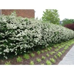 Piracanta Gialla "Pyracantha Coccinea Soleil D'Or" Agazzino Pianta In Vaso 11 Cm -Negozio Piante artificiali economico 19186047 5