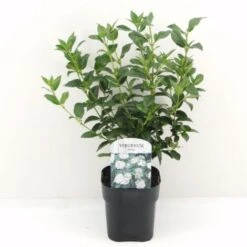 Viburno Tino "Viburnum Tinus" Pianta Da Siepe In Vaso 11 Cm -Negozio Piante artificiali economico 19186049 5
