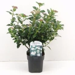 Viburno Tino "Viburnum Tinus" Pianta Da Siepe In Vaso Biodegradabile H. 30/40 Cm