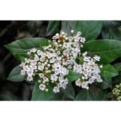 Viburno Tino "Viburnum Tinus" Pianta Da Siepe In Vaso Biodegradabile H. 30/40 Cm -Negozio Piante artificiali economico 19186052 3