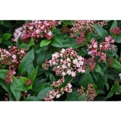 Viburno Tino "Viburnum Tinus" Pianta Da Siepe In Vaso Biodegradabile H. 30/40 Cm -Negozio Piante artificiali economico 19186052 4