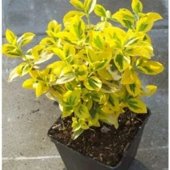 Evonimo "Euonymus Fortunei Emerald Gold" Pianta In Vaso Biodegradabile