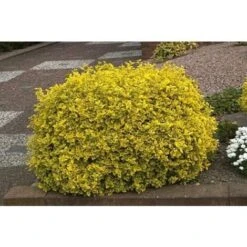 Evonimo "Euonymus Fortunei Emerald Gold" Pianta In Vaso Biodegradabile -Negozio Piante artificiali economico 19186054 3