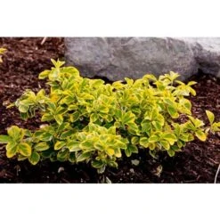 Evonimo "Euonymus Fortunei Emerald Gold" Pianta In Vaso Biodegradabile -Negozio Piante artificiali economico 19186054 5