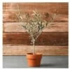 Ulivo Olivo "Olea Europea" Pianta In Vaso 9 Cm Mensa Olio -Negozio Piante artificiali economico 19186077 1